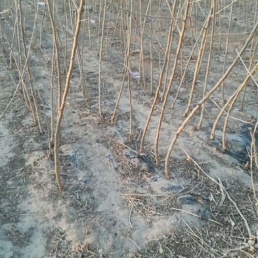 泊头市黑珍珠桑树苗