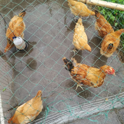 上海土鸡 3-4斤 统货