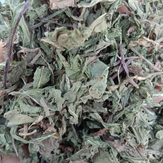 亳州蒲公英菜  蒲公英