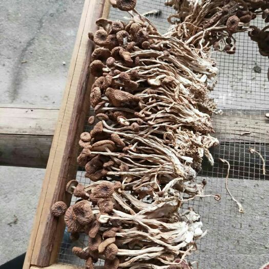 广昌县广昌3号茶树菇 12~14cm 未开伞 干茶树菇