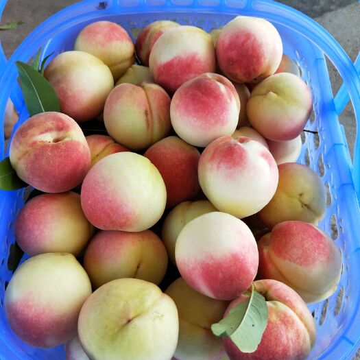 桂阳县中华脆蜜桃 脆蜜桃，7月底上市