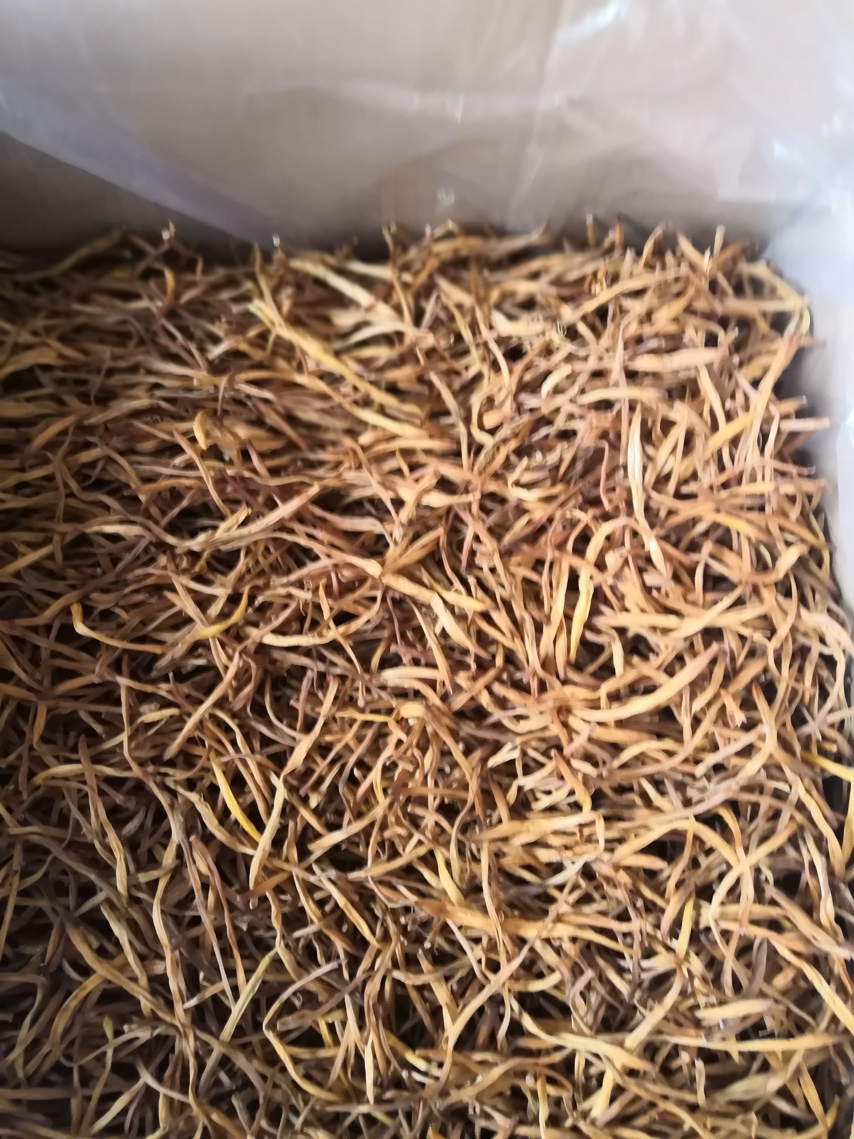 干黄花菜 12-18个月