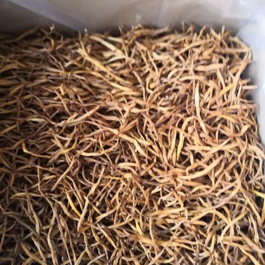 商丘干黄花菜 12-18个月