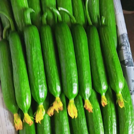 寿光市 大量供应丝瓜，小黄瓜，大黄瓜