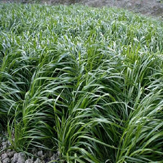 沭阳县冬牧草种子  养殖饲养草料 多年生黑麦草 冬麦70 草种 草籽 耐寒抗