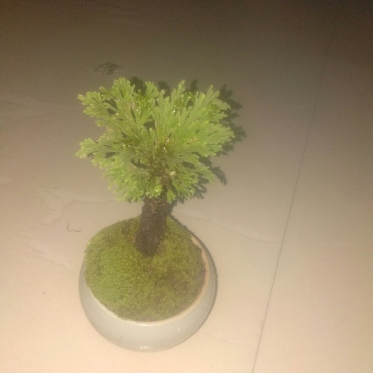 新昌县返魂草种苗