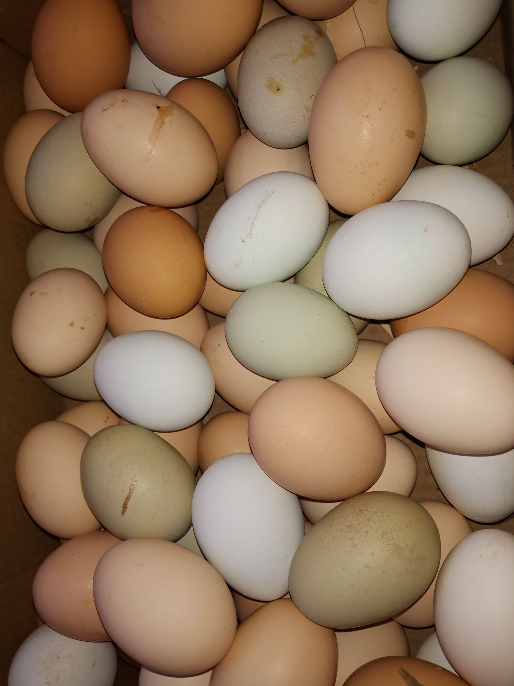 笨鸡蛋 食用 散装