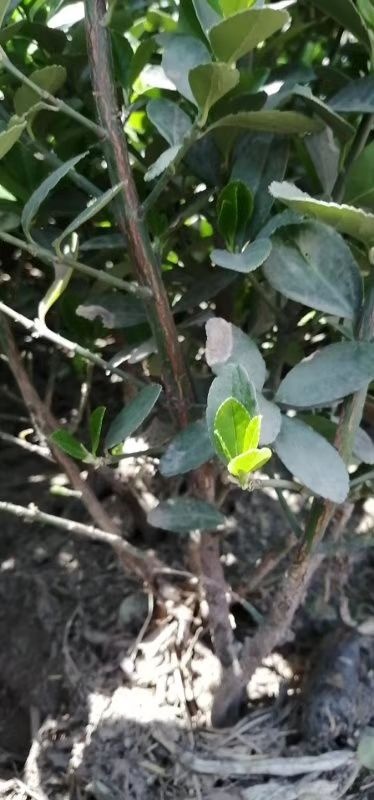 沭阳县小叶黄杨