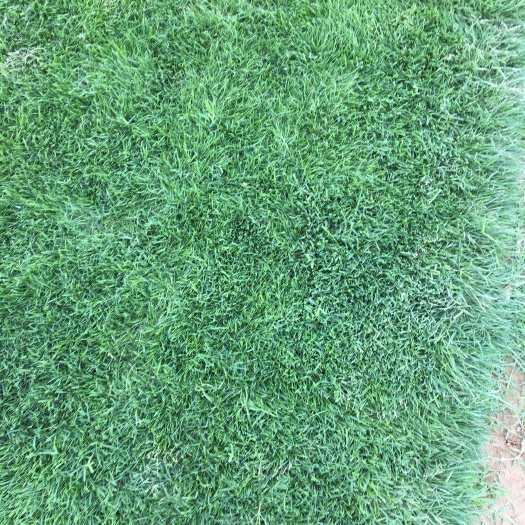 凤台县果岭草