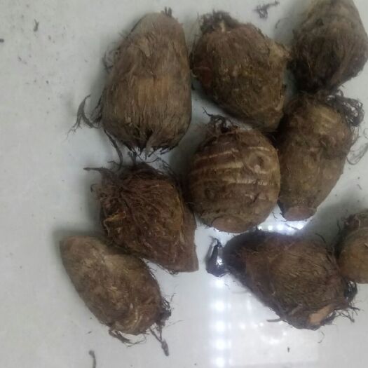 昌乐县芋头8520 通货