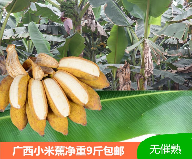 君懿农业新鲜水果酸甜小米蕉皇帝蕉非海南香蕉芭蕉