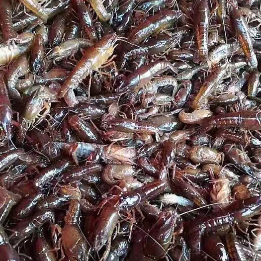 响水县龙虾苗