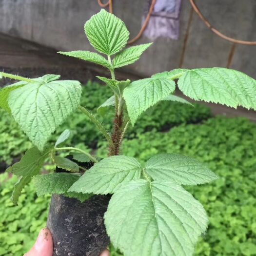 沈阳红颜草莓苗 10公分以下 营养袋苗
