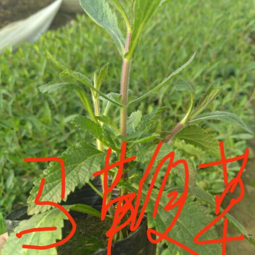 青州市马鞭草种子