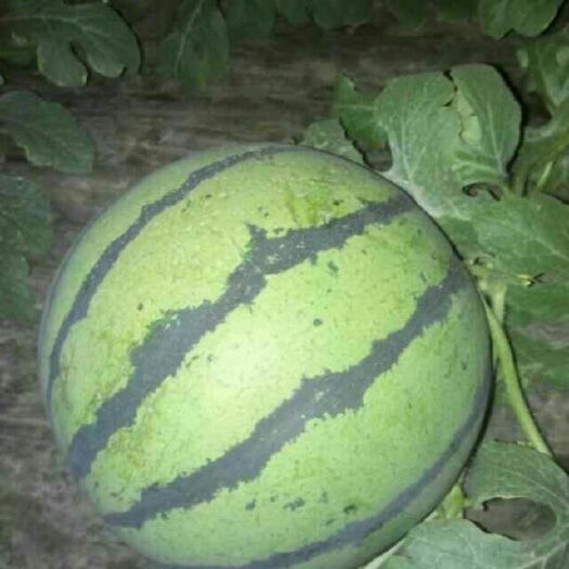 夏邑县 麒麟西瓜
