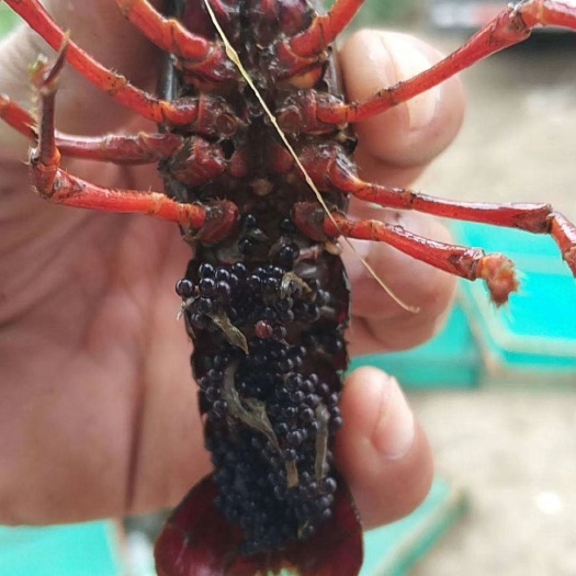 沭阳县清水小龙虾  4-6钱 人工养殖 本基地诚信第一，价格优惠。