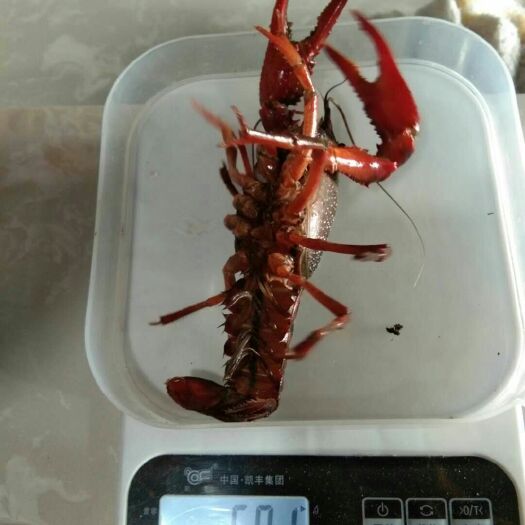 长沙县湖南南县小龙虾 人工养殖