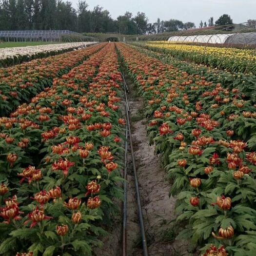 开封彩菊花苗