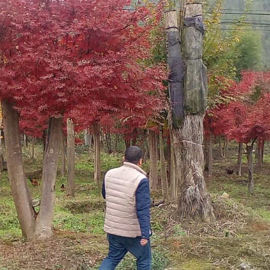 全州县美国红枫 高嫁日本红枫
