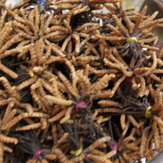 雅江县冬虫夏草 2019年