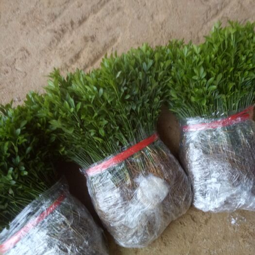 阳朔县枳壳苗 一千万左右福建积壳苗质量保证可以货到付款欢迎新老客户订购
