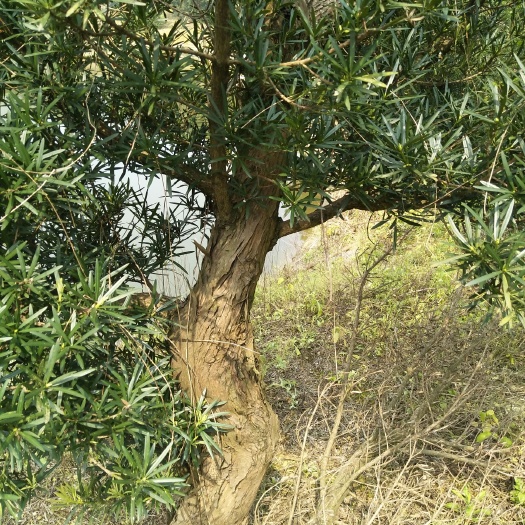 英德市罗汉松 短叶罗汉松，观景货源