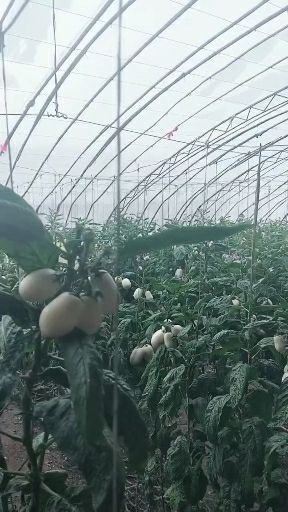 天祝县天梯山人参果 3 - 4两以上