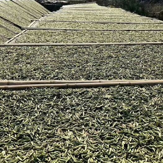福鼎市 2019年福鼎白茶头芽白毫银针500g包邮