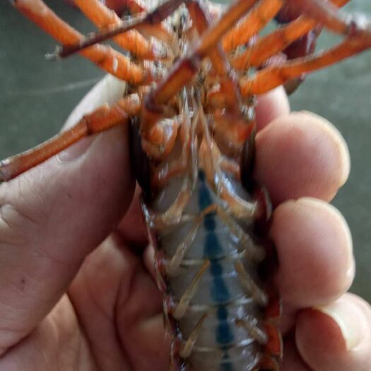 洪湖市 洪湖清水小龙虾234，456－678都货量充足，支持一件代发