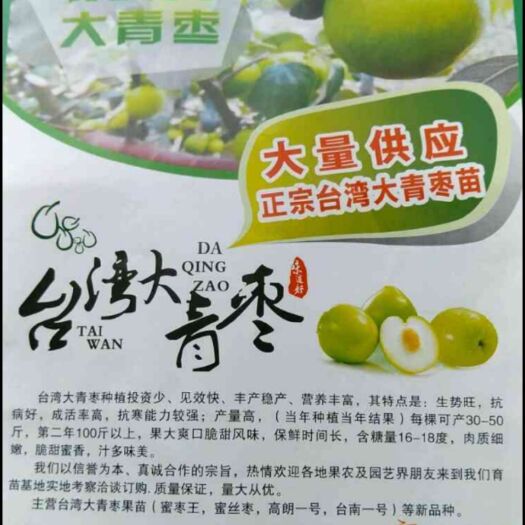 南宁大青枣苗