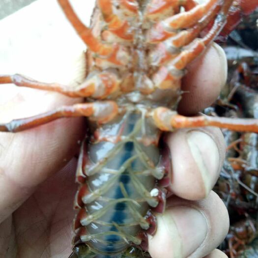 洪湖市 洪湖清水小龙虾456支持一件代发，供货充足！