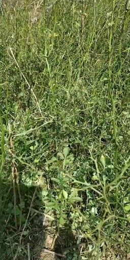 新野县种植枳壳苗