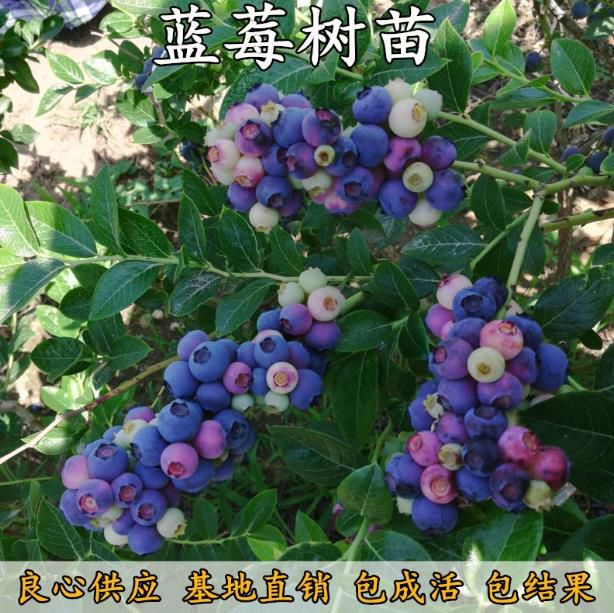 蓝丰蓝莓苗