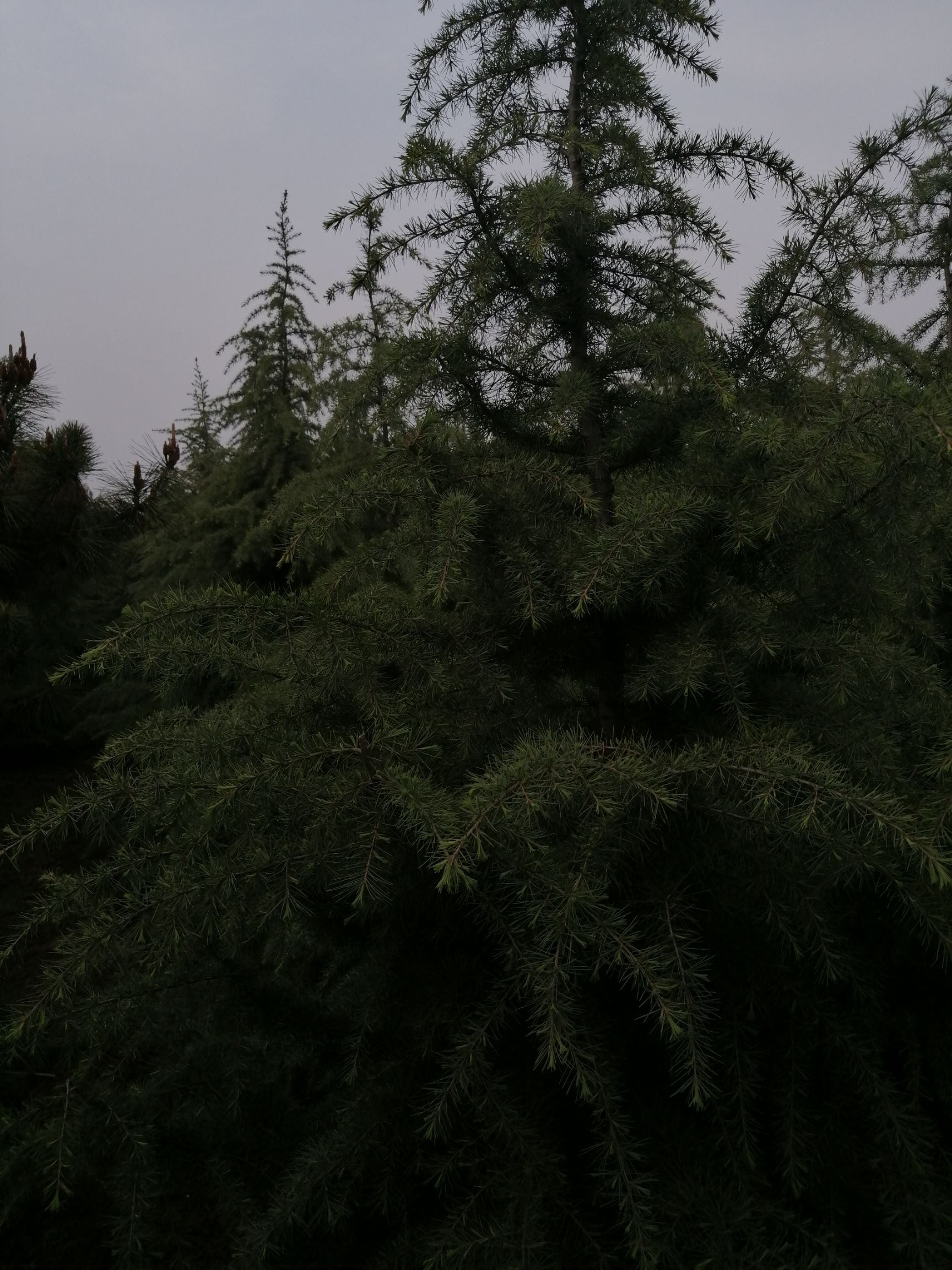  雪松，基地大量现货，质量好，价格便宜，欢迎来实地考察订购。