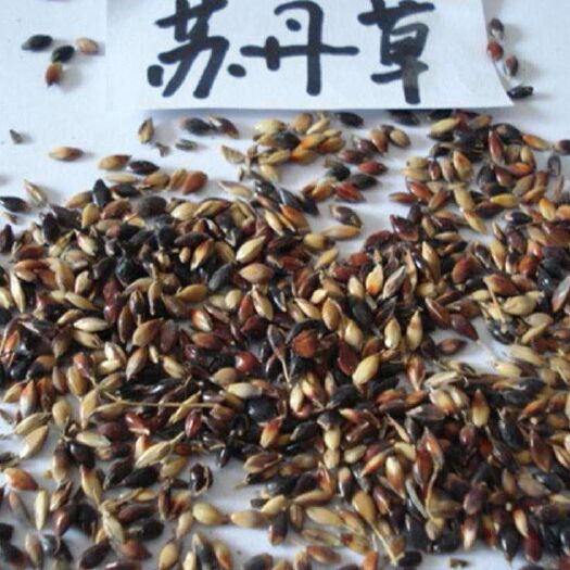 樟树市苏丹草籽
