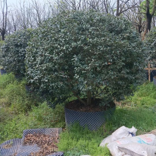 漳浦县茶梅 30~50cm