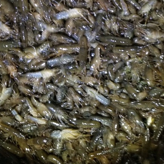 洪湖市小龙虾苗