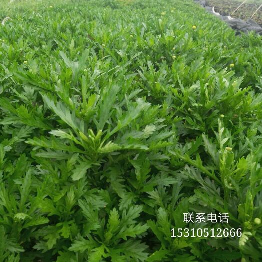 忠县木春菊