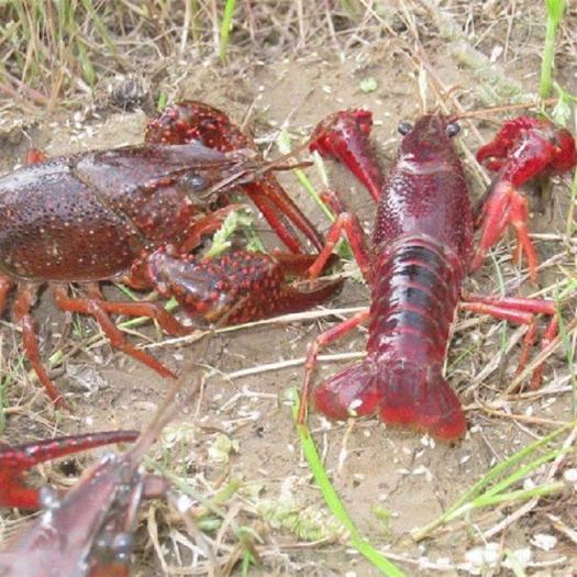响水县龙虾苗