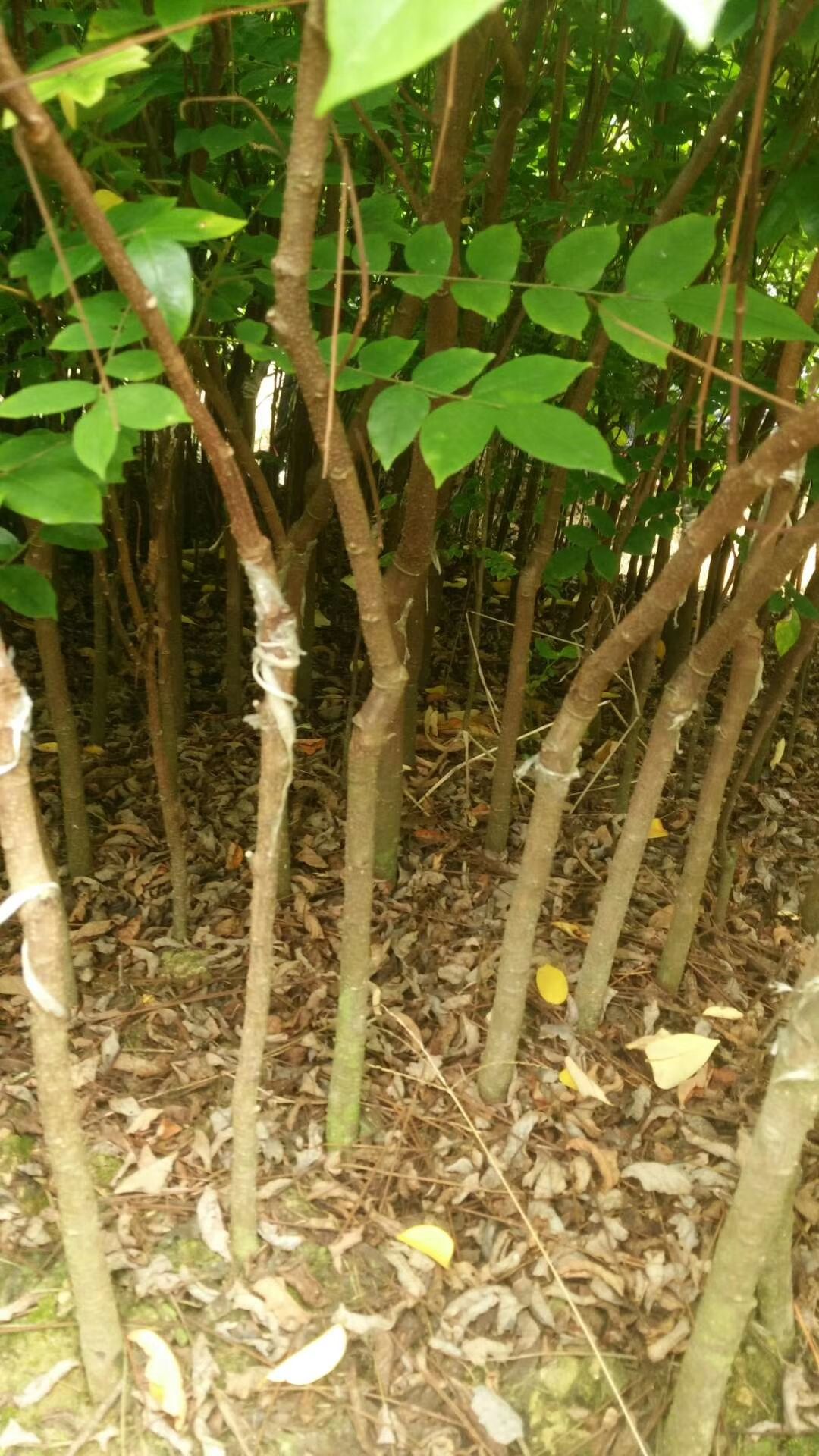 普通楊桃樹苗 馬來西亞四季紅楊桃嫁接苗甜楊桃包郵