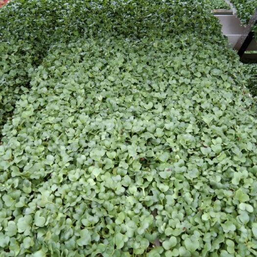 长沙豌豆苗 人工种植 混装通货