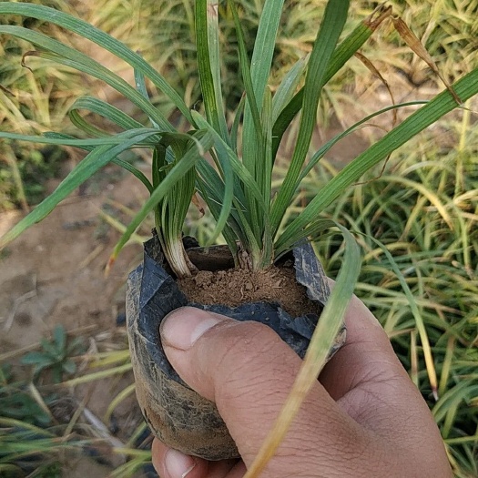 青州市麦冬草