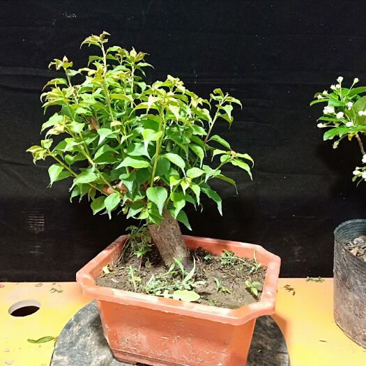 沭阳县 红梅 盆栽盆景骨里红红梅  99元一盆包邮