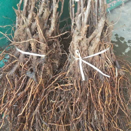 莱西市巨峰葡萄苗 品种纯正，基地常年直供。