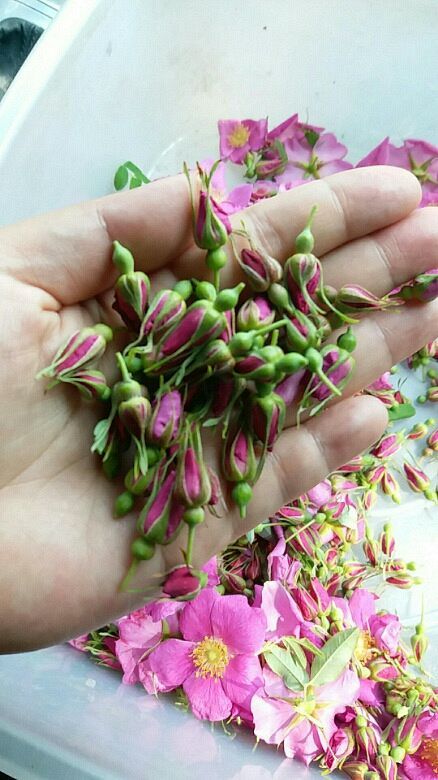 本溪县玫瑰花 玫瑰花茶