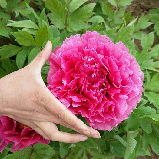 菏泽牡丹苗