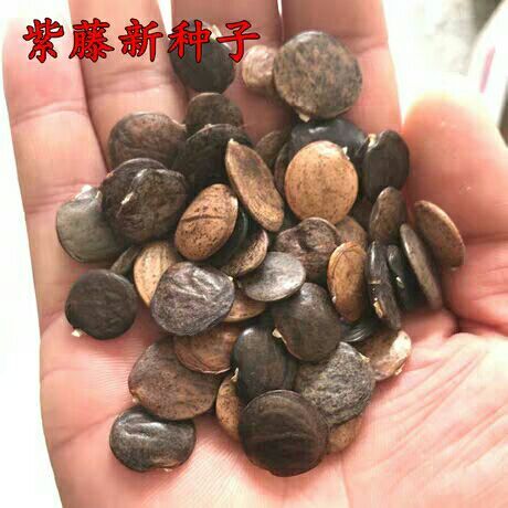 沭阳县紫藤种子  新采收多花紫藤紫藤花紫藤树紫藤萝种子攀爬四季垂吊包邮