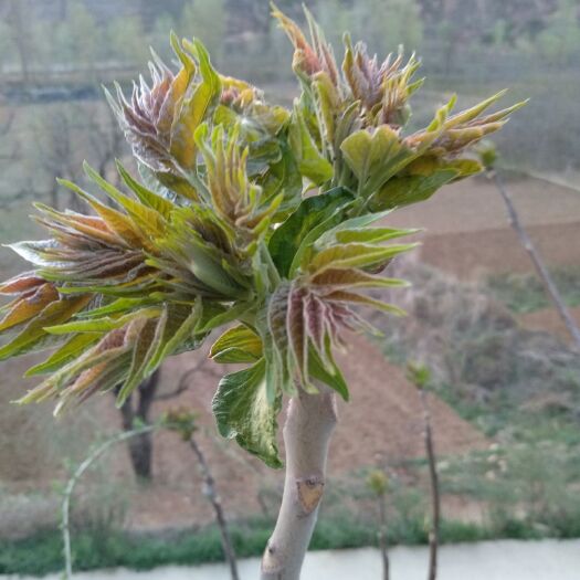 商洛红香椿芽 混装通货