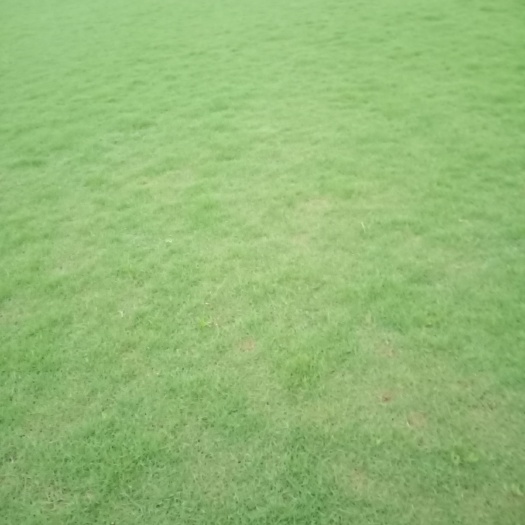 赣州草皮