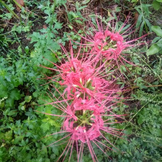 叙永县石蒜苗  石蒜红花石蒜黄花石蒜彼岸花曼珠沙华